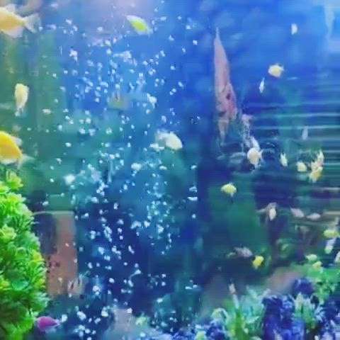 ##wall aquarium