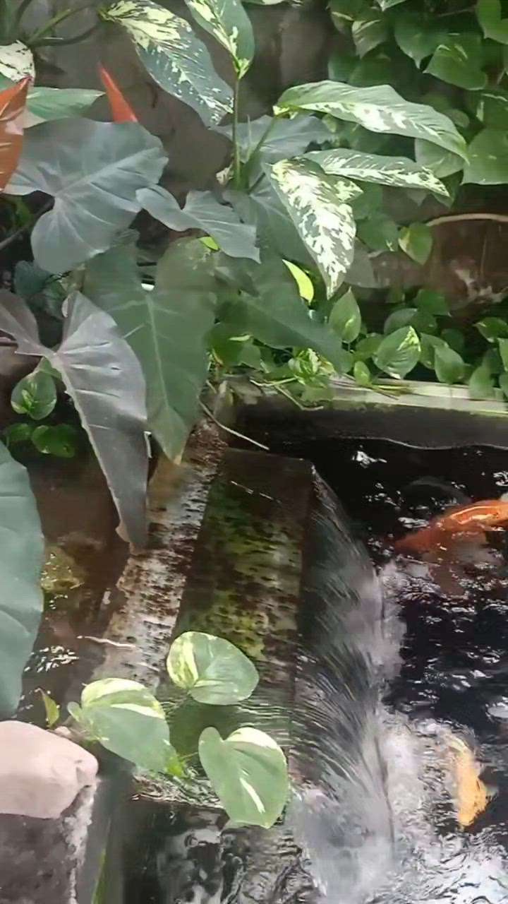 we make all type of koi ponds with filtration units