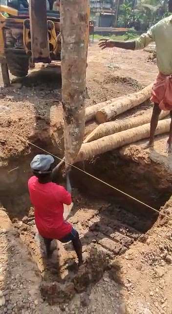 #coconut piling#