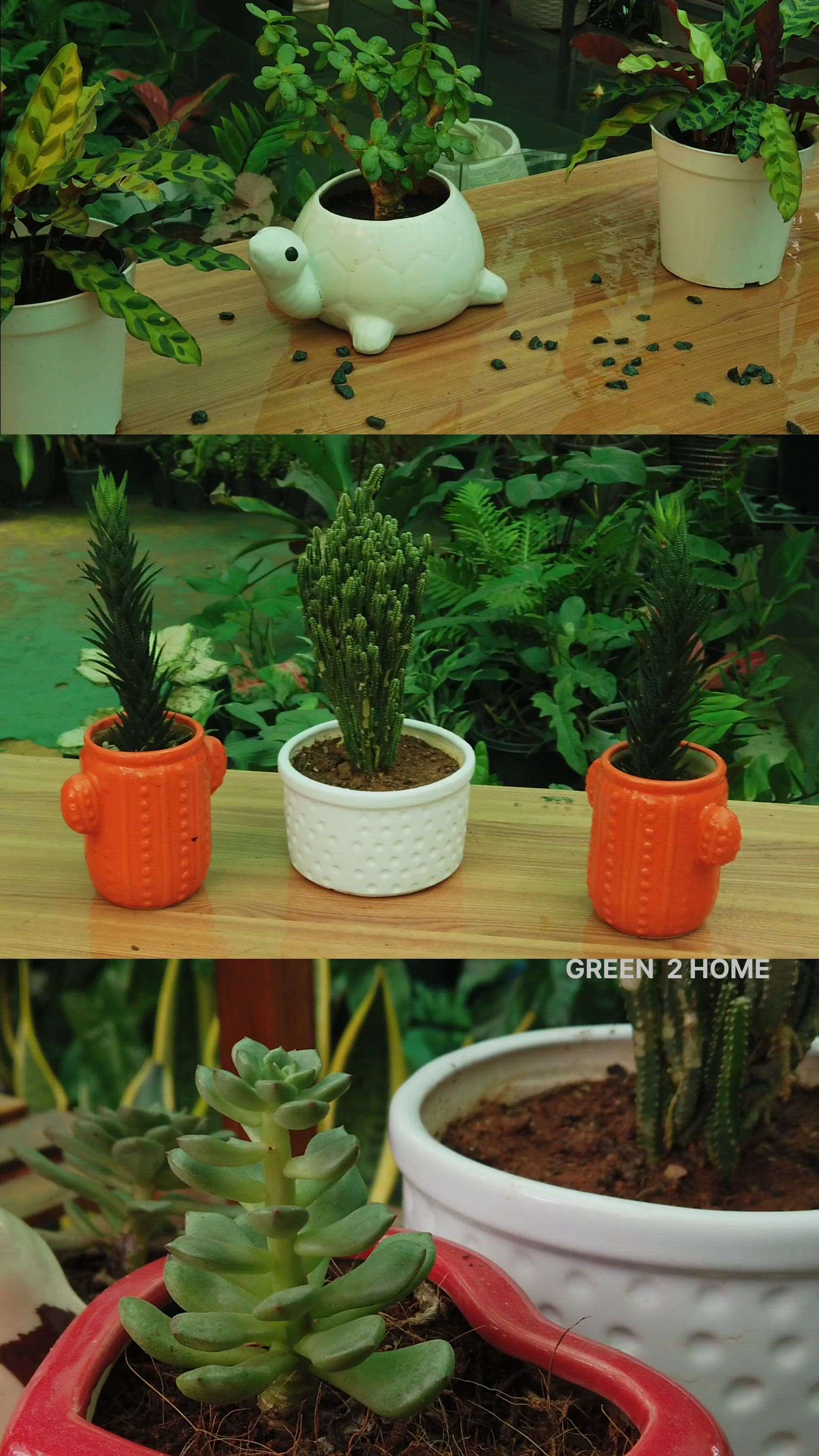 #IndoorPlants  #tabletops  #ceramicpots   #SucculentGarden  #GardeningIdeas  #LandscapeIdeas  #LandscapeDesign