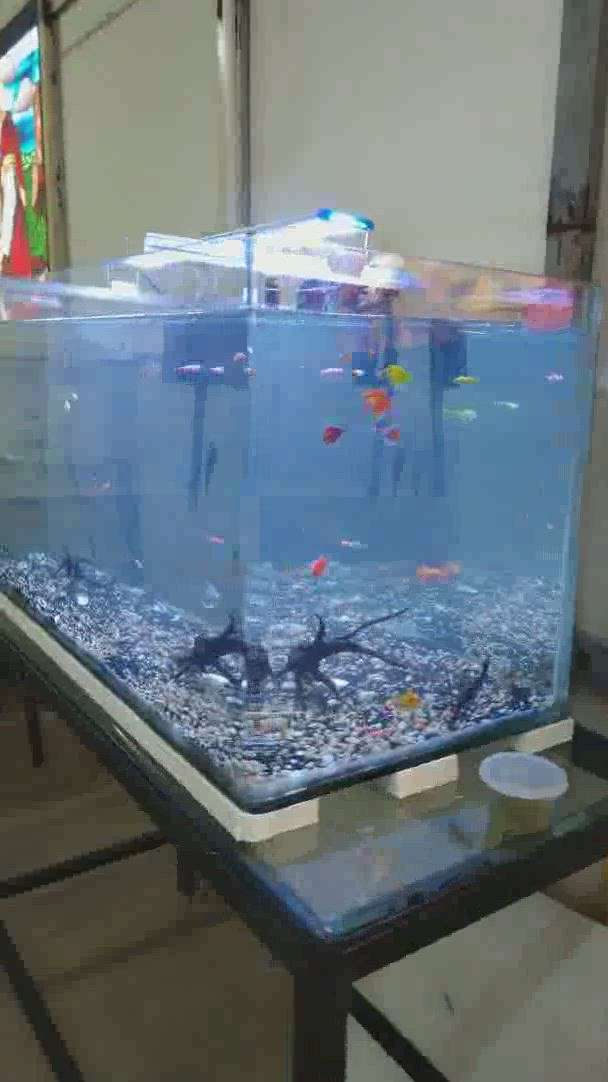 90° Bend glass aquarium.
more enquiries please contact 🤝
Crizzle
VI/190, Industrial estate, Peringandoor, Athani, Thrissur, Kerala.
pH : 0487-2371973 , 8281172973
crizzleinteriors@gmail.com

 #aquarium  #aquariumplants  #interiores  #thrissurinsta  #thrissurinterior  #keralainteriordesignz  #keralam  #crizzle
