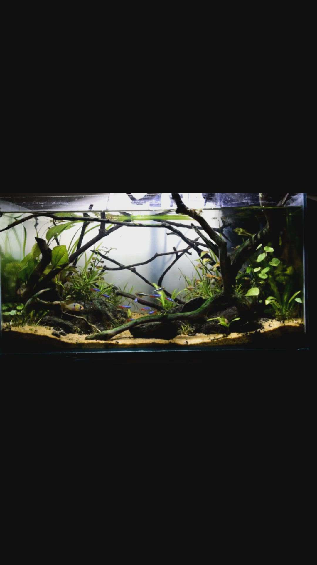 2.5 ft Fishtank with real plants |Planted aquarium.. 9111913955 #fishtank  #InteriorDesigner #HomeDecor #new_home #LivingroomDesigns #drawingroom #Architect #aquarium