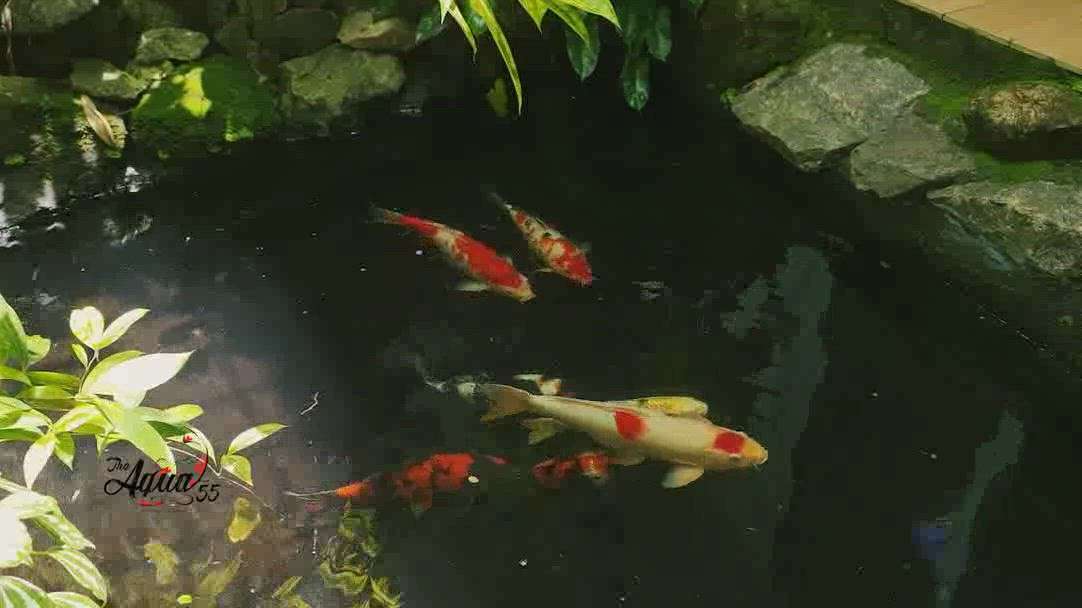 Indoor Japanese Koi Pond Renovation project completed for our Tirur Client. Pond running successfully after 1 year of resetting. No need of regular water changes or cleaning with our advanced filtration system.
ring me @ 8547483891 for more details. 

The Aqua 55 - Nishikigoi Specialists
Tirur , Malappuram
8547483891 | 9061783891
info@theaqua55farms.com

Our service is available all over India.
 #Japanesekoipond  #koifishpond  #jumbokois  #Koipondfiltration #fishtank #koipond #fishpond #pond #filtration #aquarium #fish