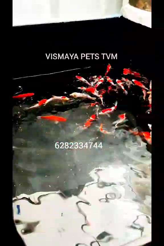 quality koi fishes available
best quality /deferent budjet /
all india delivery available  #koifish  #koifishpond