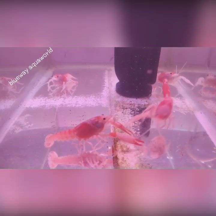 #lobster #shrimp #blueway_aquaworld #aquarium  #mavelikara