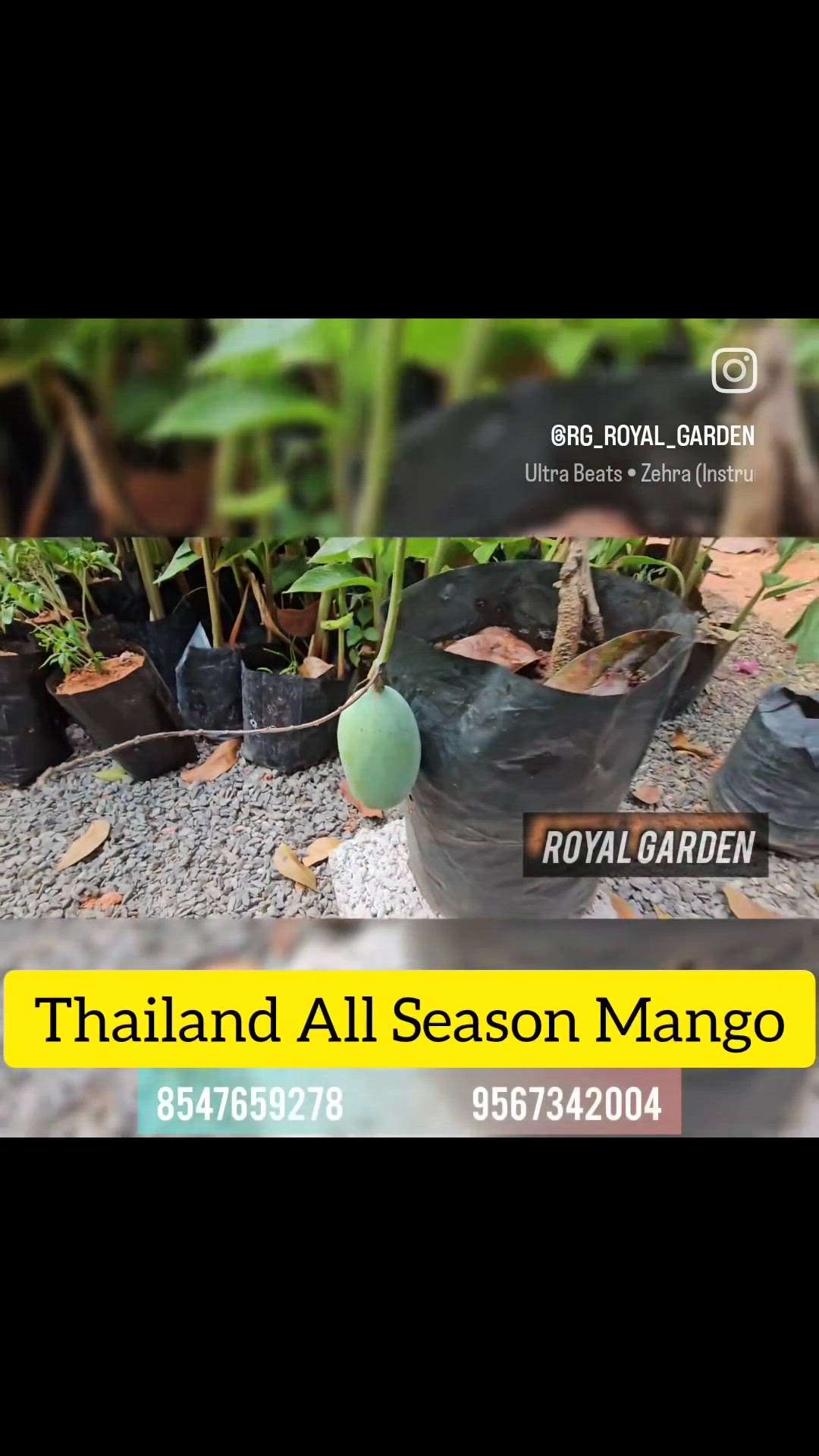 Thailand All Season Mango
[ എല്ലാ സീസണിലും കാഴ്ക്കുന്ന മാവ് . തറയിലും ചട്ടിയിലും നടാവുന്നത് ]
തൈകൾ ആവശ്യമുള്ളവർ വിളിക്കുക
8547659278. 9567342004
#newreel #trending #homedecor #gardeninspiration #GardeningIdeas  #LandscapeIdeas