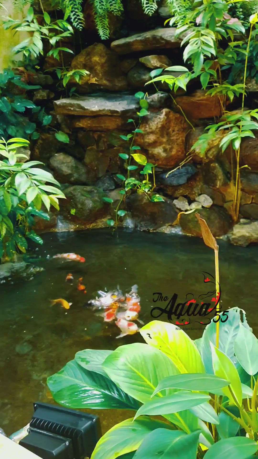 Beautiful indoor koi pond for our Tirur client. An abandoned was resetted to this beautiful condition.
8547483891 -- ring me for works

 #koifish  #koipond  #japanese  #japanesekoi  #filtration #koipondfiltration #site #garden #indoorplants #indoorkoipond #oscar_fish  #freshwater_longest_fish  #oscar_fish  #discuss_fish #fish