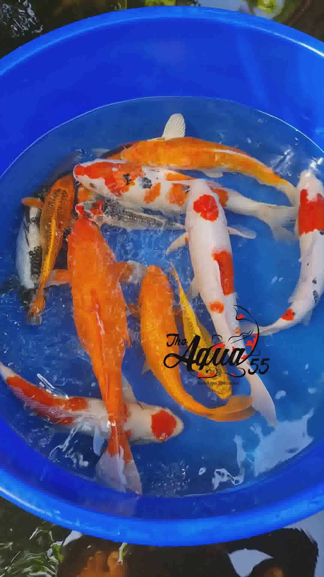 Beauties ready to move to our BP Angadi Client's indoor Pond at home. 
koi fishes for sale.  contact for details
8547483891 

 #koifish  #koipond #japanesekoi