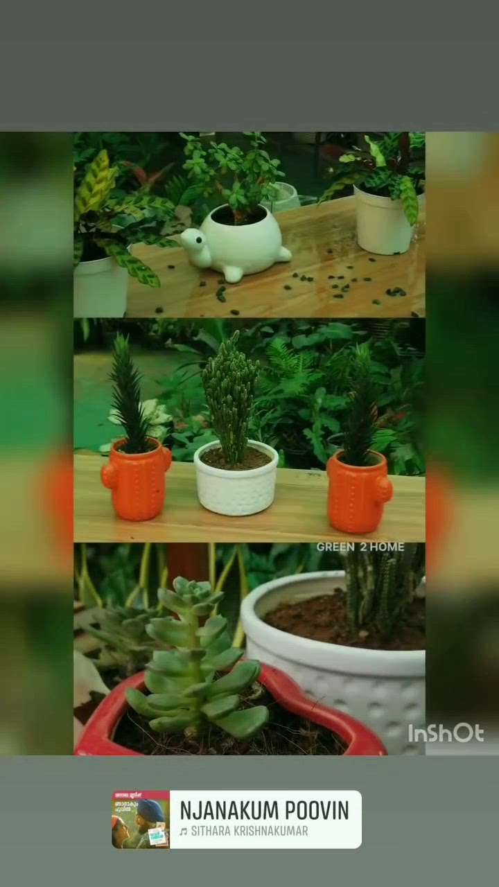 Indoor plants #ceramics  #outdoorplant