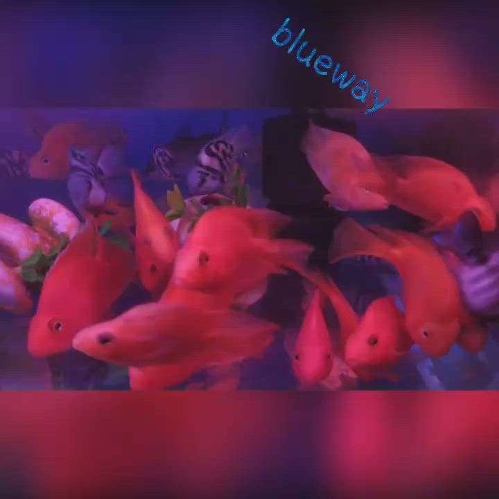#blueway_aquaworld #aquarium  #parrot_fish
#fishtank