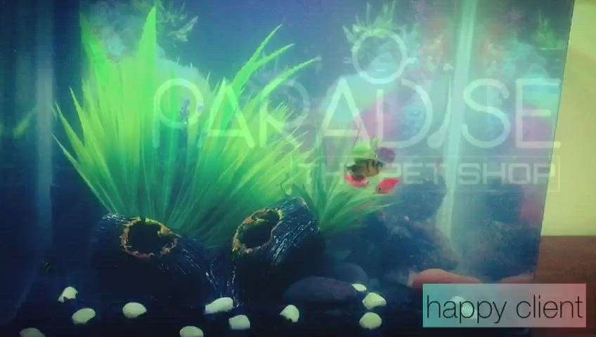 Paradise plants nd pets, doing customized aquariums @ customer s choice 
contact our person 9497750425

# #aquarium  #wallaquariums  #aquariumplants  #aquascaping