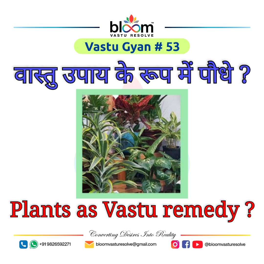 Your queries and comments are always welcome.
For more Vastu please follow @bloomvasturesolve
on YouTube, Instagram & Facebook
.
.
For personal consultation, feel free to contact certified MahaVastu Expert through
M - 9826592271
Or
bloomvasturesolve@gmail.com

#vastu 
#mahavastu #mahavastuexpert
#bloomvasturesolve
#vastuforhome
#vastuformoney
#vastureels
#east_zone
#north_zone
#plants
#indoreplants