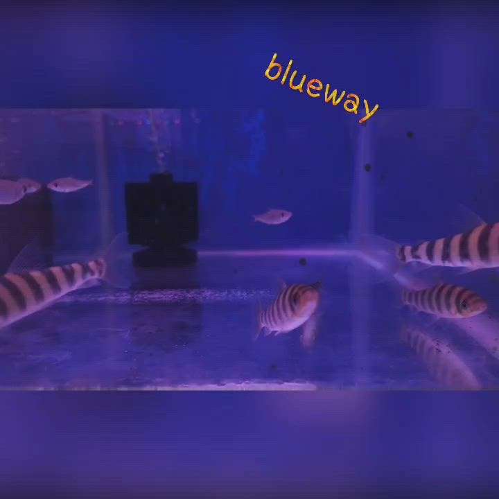 #eightband #aquarium #fish #blueway_aquaworld #mavelikara  #fishtank #flagfish