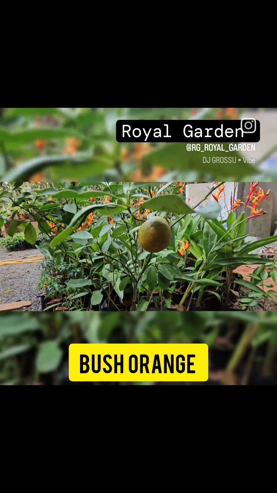 Bush Orange  

#LandscapeGarden  #IndoorPlants  #plants  #HouseDesigns