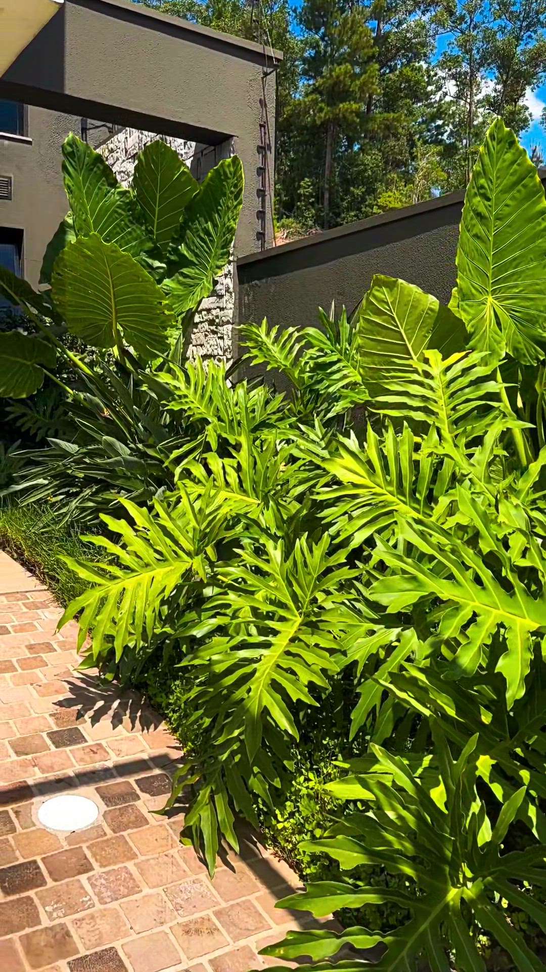 Tropical and blend garden. New and unique way of setting soft scaping

#LandscapeIdeas #LandscapeGarden #LandscapeDesign #treaditional #GardeningIdeas #landscapearchitecture #Architectural&nterior #architectsinkerala #IndoorPlants #indoorgarden