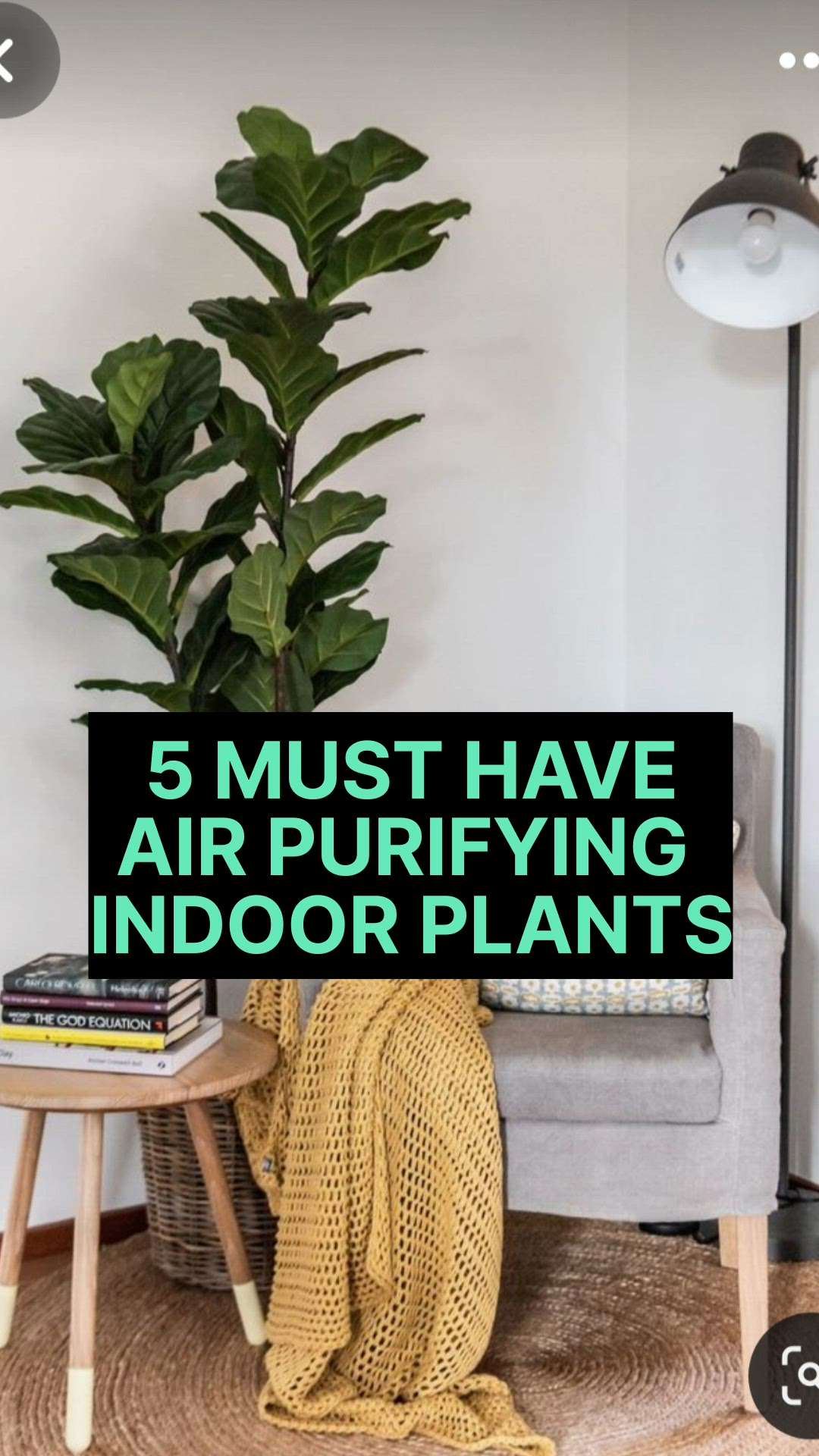 5 must have air purifying indoor plants 
tips for natural air filtration 
5 MUST HAVE ESSENTIALS FOR YOUR HOME 
#creatorsofkolo #musthave #home #kitchenideas #modernhome #ideas #essentials #musthaves #IndoorPlants #plants #tips #airpurifier #airpurifierplants