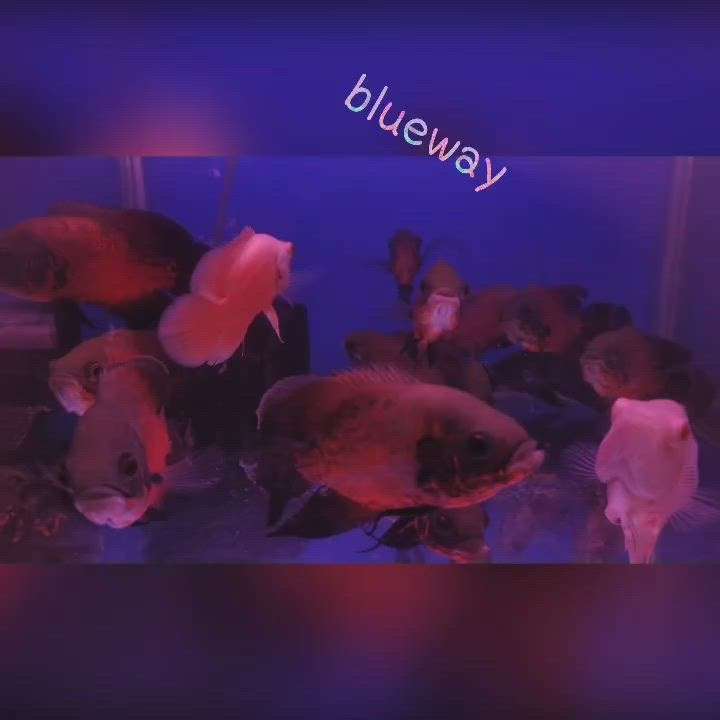 #oscar_fish
#blueway_aquaworld 
#aquarium
#mavelikara #fishtank