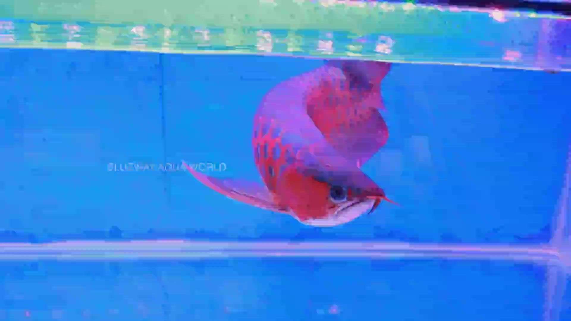 #arowana #superred  #rtg #fish #aquarium  #blueway  #mavelikara