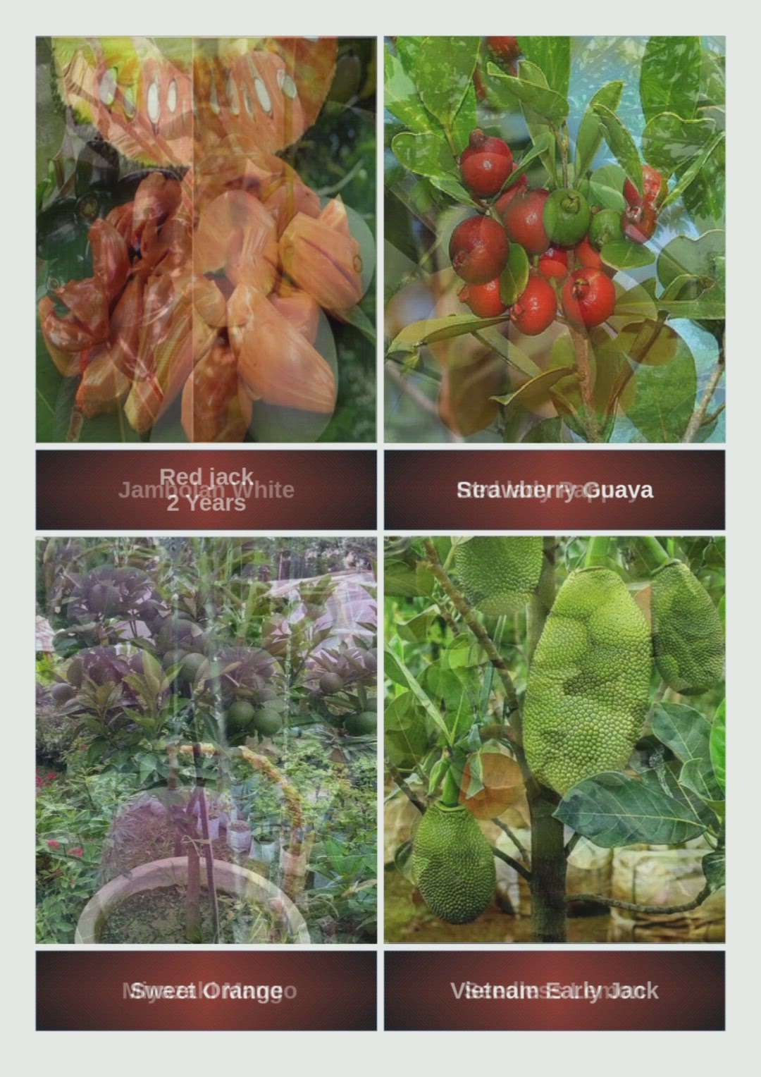RG Exotic Fruit Plants and Decorative Out door Trees