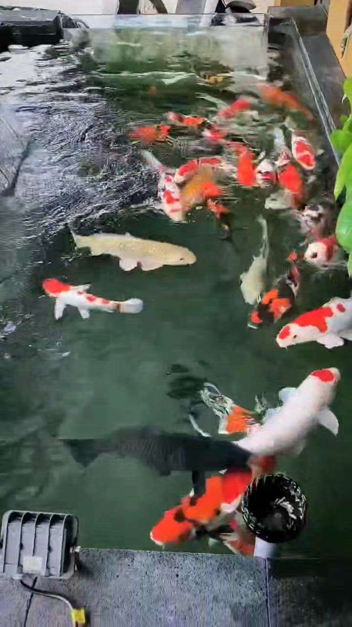 beautifull koi fishes available in small to big size contact VISMAYA PETS
 #koipondfiltration  #fish  #lucky_fish  #freshwater_longest_fish
