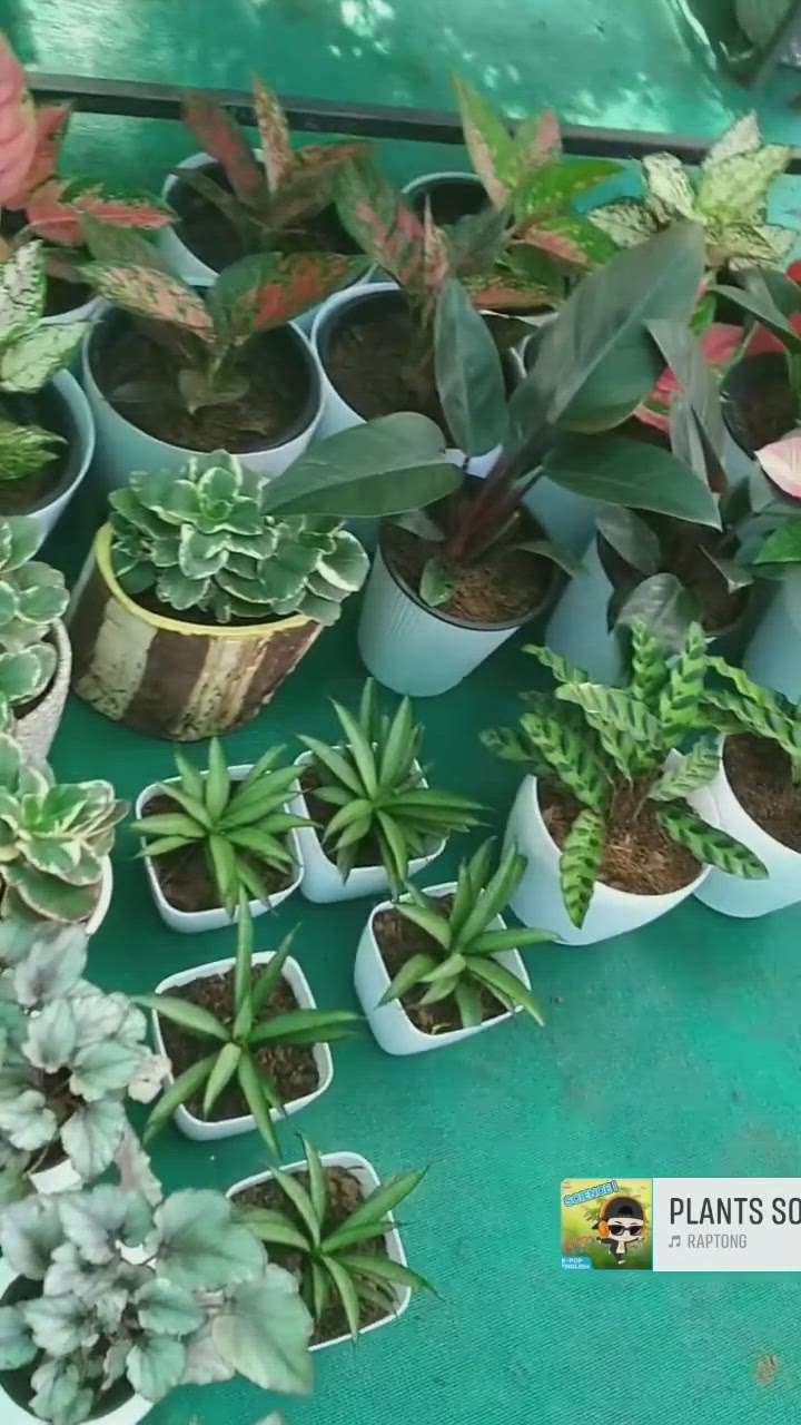 indoor plants #BalconyGarden  #outdoorplant