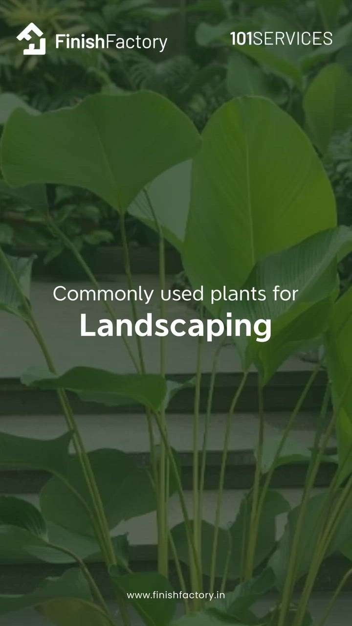 Commonly used plants for Landscaping 🌱

1. Calathea lutea
2. Colacasia
3. Travellers palm
4. Philodendron xanadu 
5. Dwarf bamboo

Save it for later!

For more tips, follow Finish Factory!

📞: 8086 186 101
https://www.finishfactory.in/


#finishfactory #101services #home #plants #indoorplants #maintenance #green #swings #types #reels #explore #trending #minimal #aesthetic #dream #swing #latest #homeedition #pergola #exteriors #element