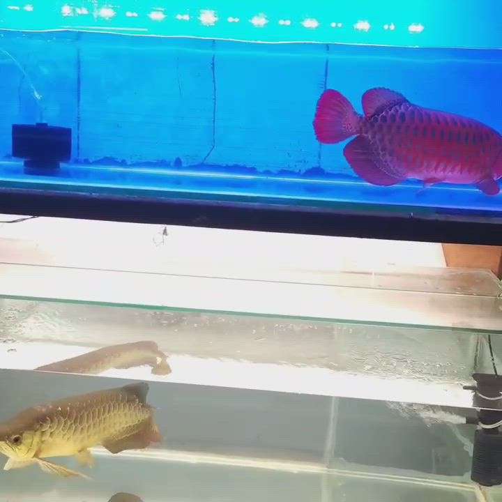 #super_red_arowana #redtail_golden_arowana
#fishtank #lucky_fish
#fishtank #aquarium  #blueway_aquaworld #mavelikara