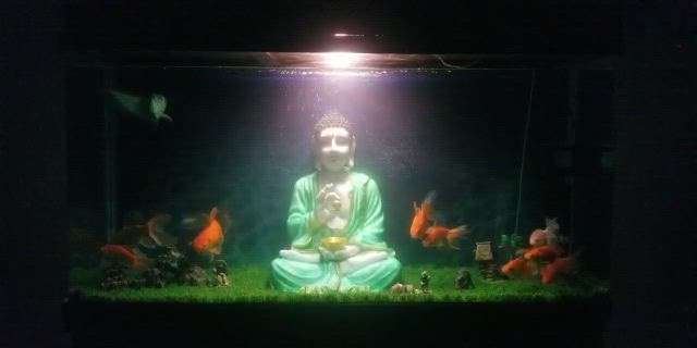 fish aquarium inside budda ji