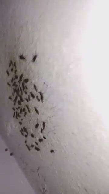 #cockroach # treatment #