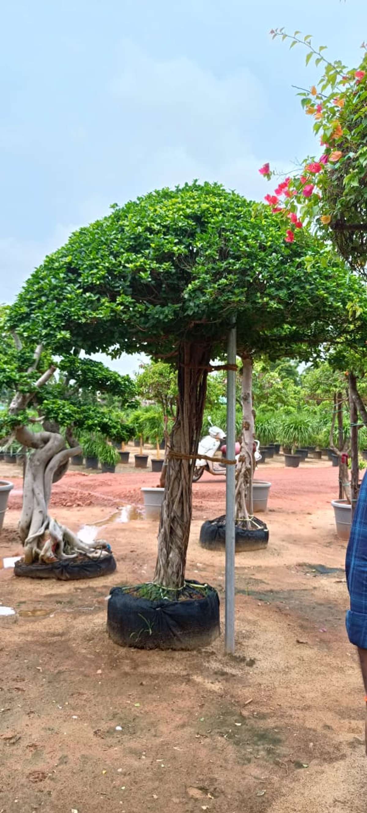 Designs by Gardening & Landscaping NIZAR FATHIMA FATHIMA NATURAL STONES