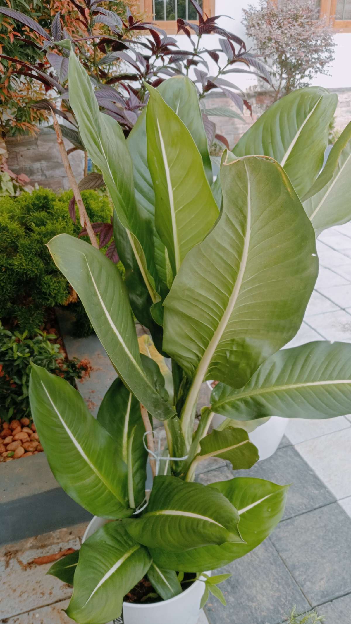 Designs by Gardening & Landscaping Vishnu Gopal, Alappuzha | Kolo