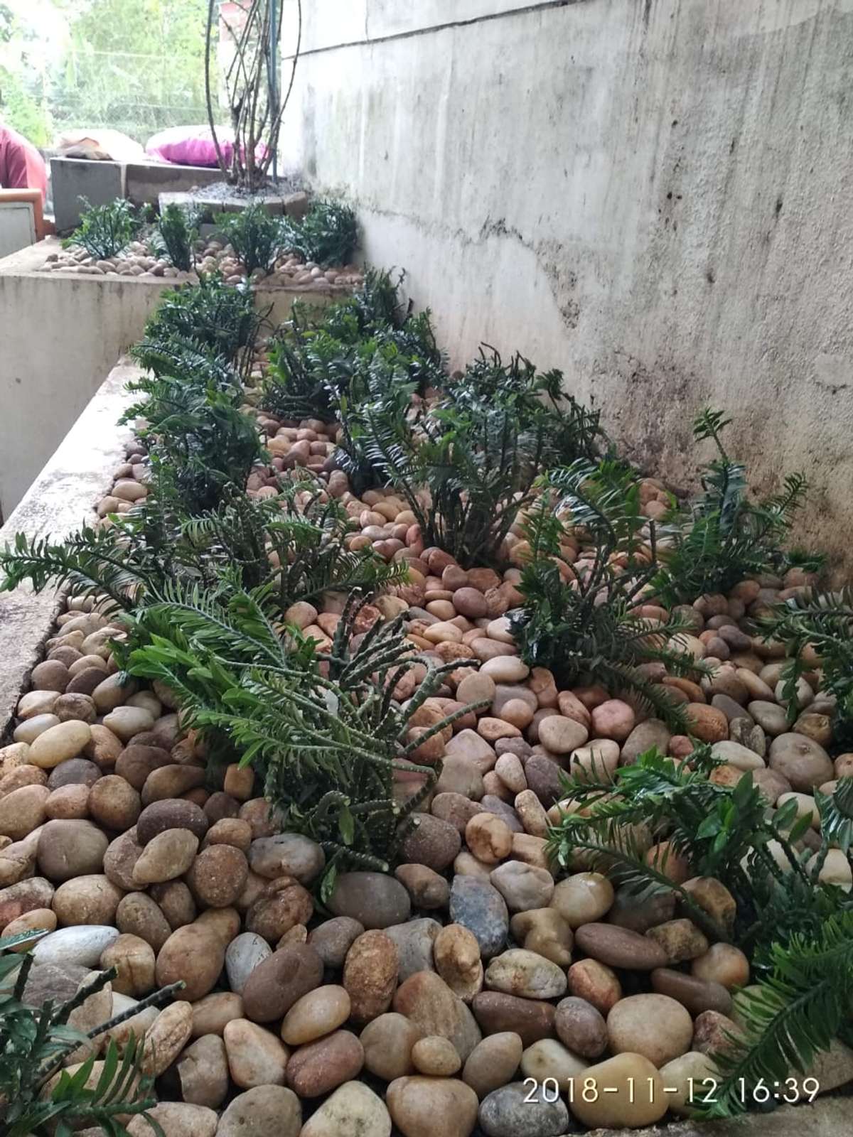 Designs by Gardening & Landscaping Reji RR, Thiruvananthapuram | Kolo