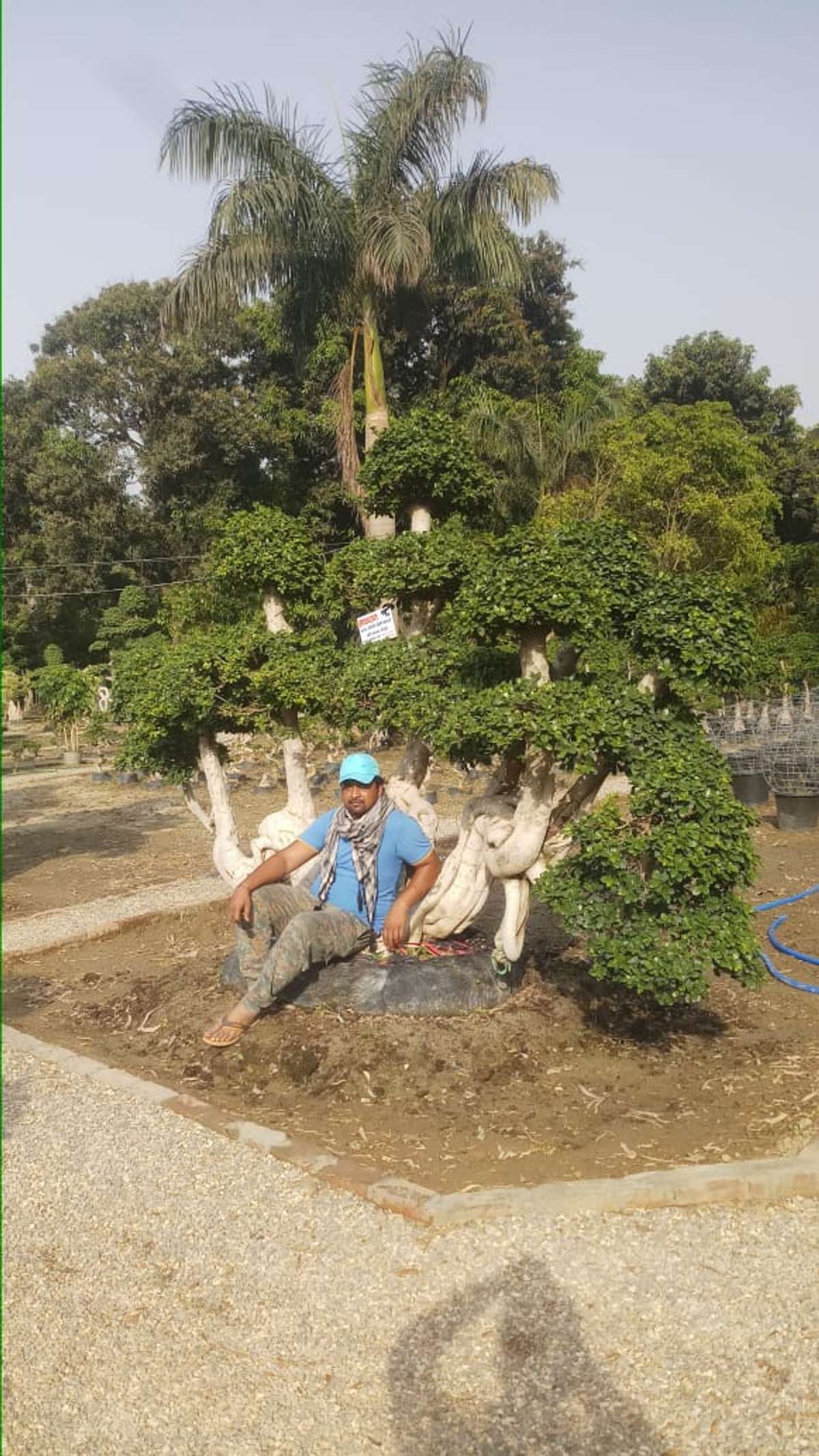 Designs by Gardening & Landscaping Shadab Khan, Delhi Kolo