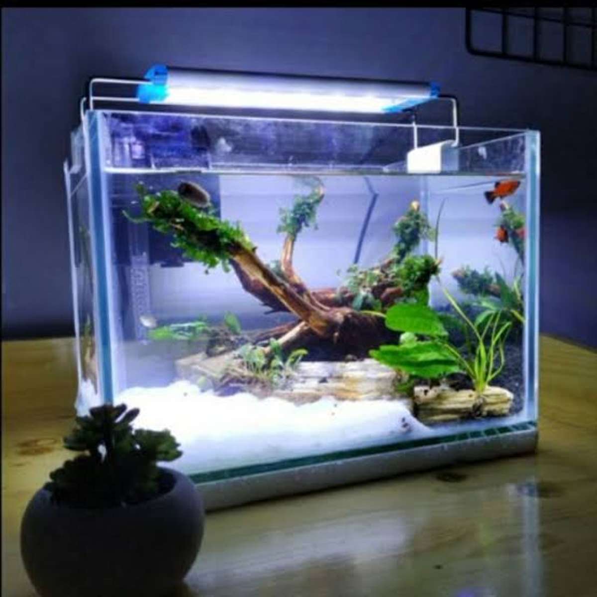 Designs by Interior Designer kp aquarium, Kollam Kolo