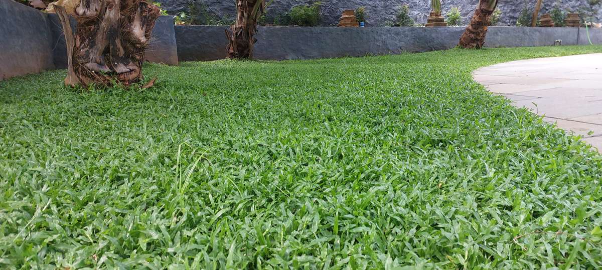 Designs by Gardening & Landscaping ROYAL GARDEN, Malappuram | Kolo