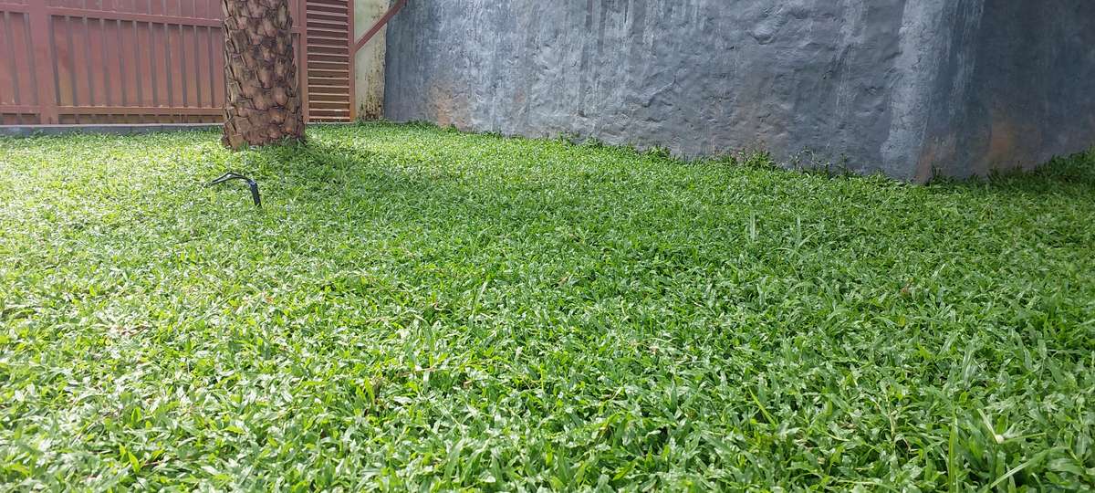 Designs by Gardening & Landscaping ROYAL GARDEN, Malappuram | Kolo