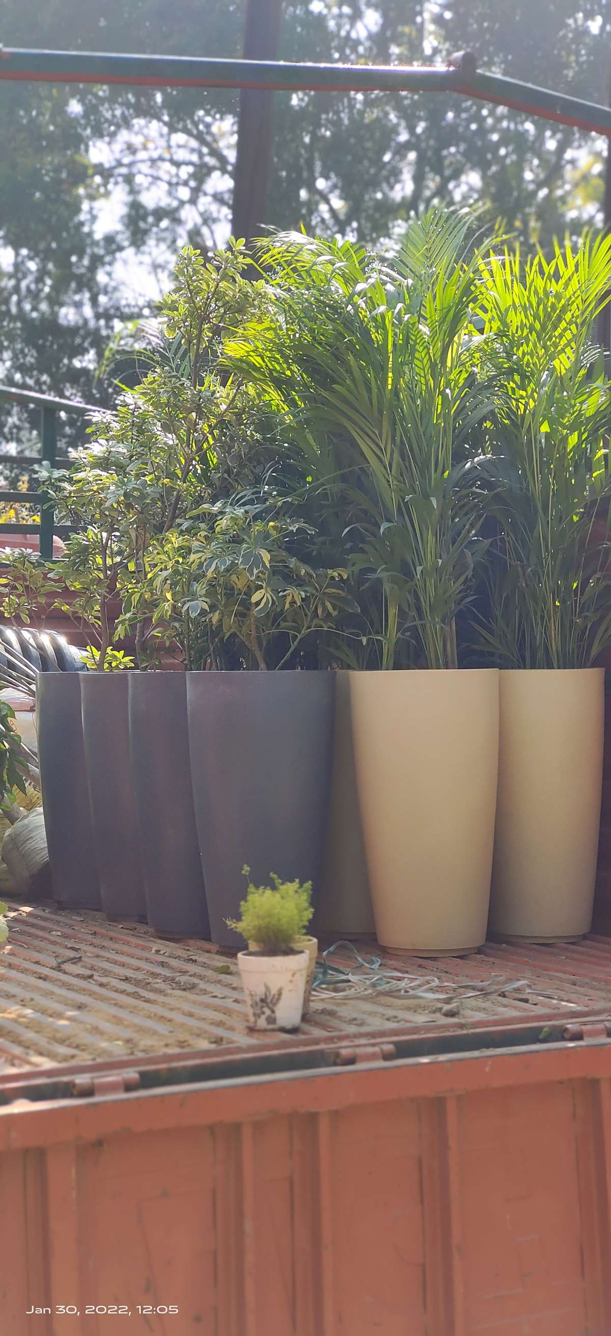 Designs by Gardening & Landscaping Sumit Rana, Delhi Kolo