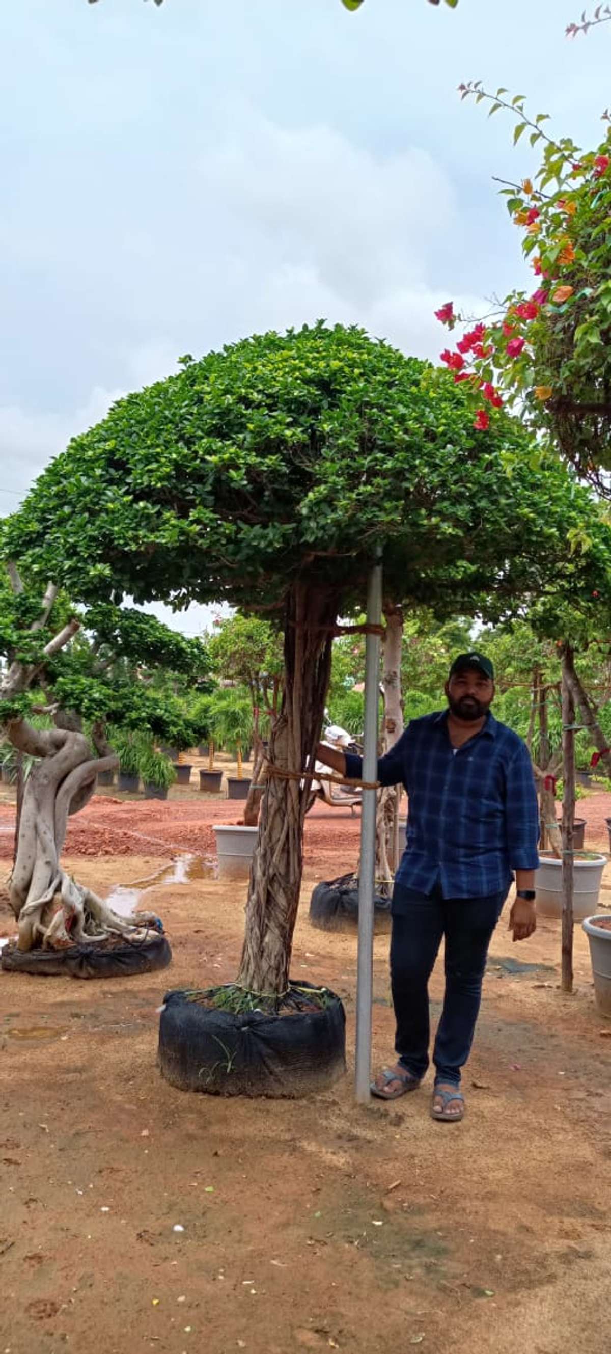 Designs by Gardening & Landscaping NIZAR FATHIMA FATHIMA NATURAL STONES