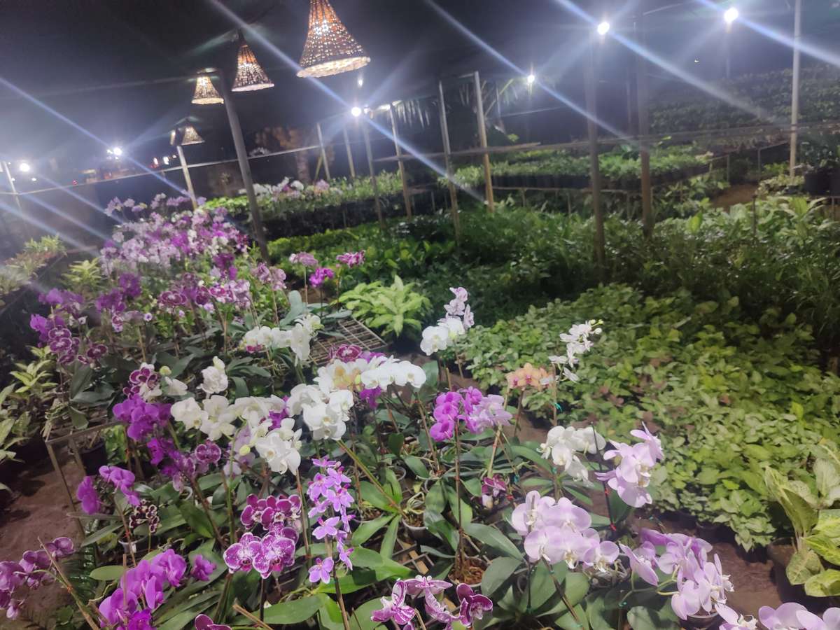 Designs by Gardening & Landscaping Aneeshkhan Mulamoottil, Thiruvananthapuram | Kolo
