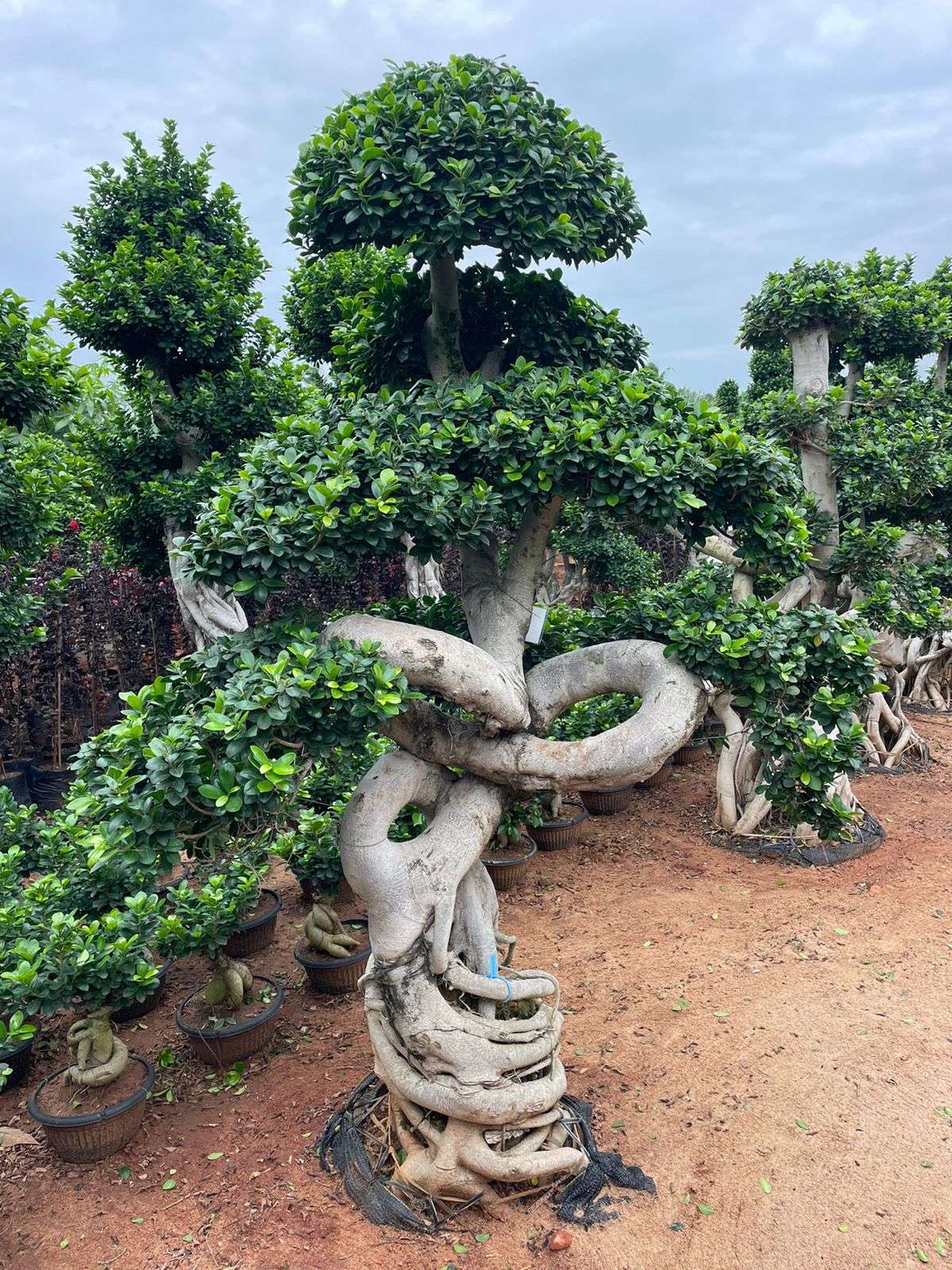 Designs by Gardening & Landscaping NIZAR FATHIMA FATHIMA NATURAL STONES