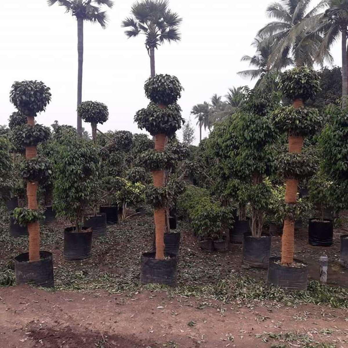 Designs by Gardening & Landscaping ABIYA GARDEN Wholesale and Retail, Ernakulam | Kolo