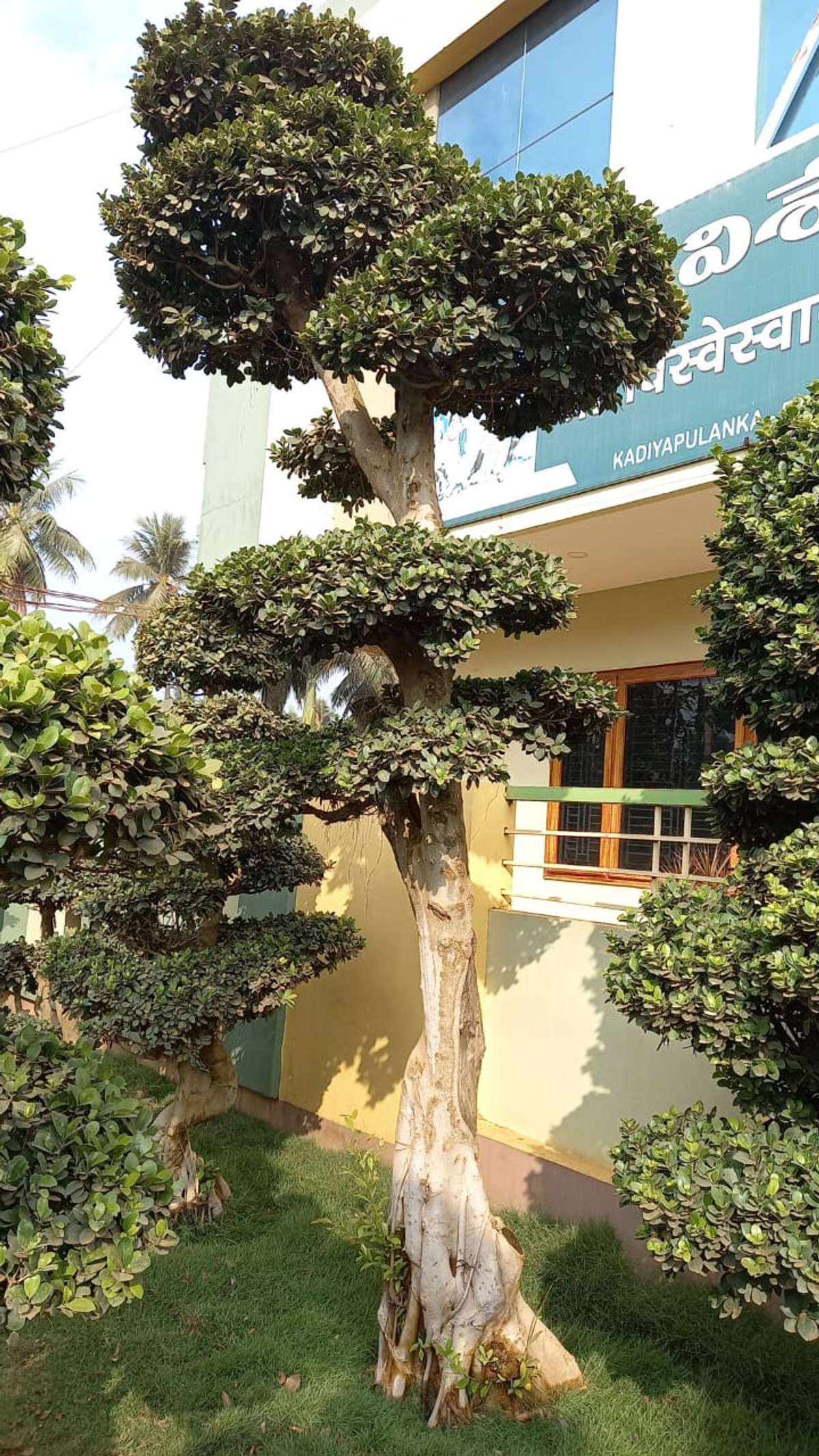 Designs by Gardening & Landscaping Jithul Raj, Thrissur | Kolo