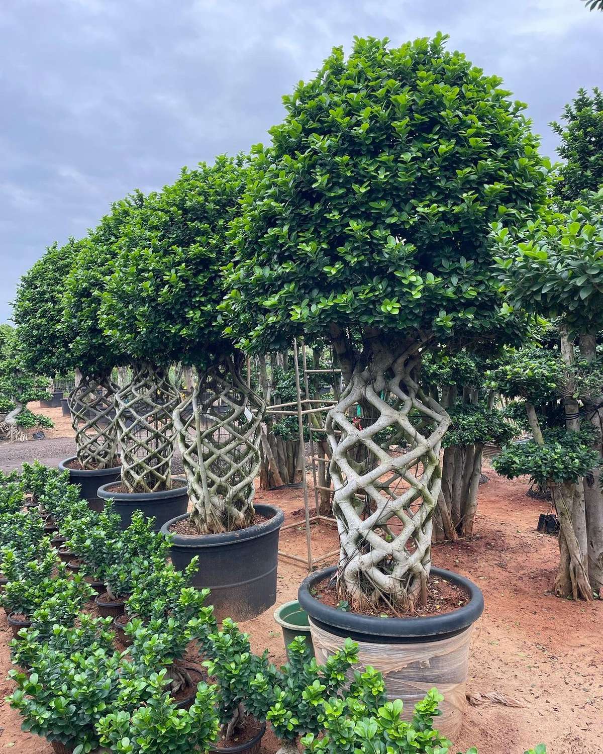 Designs by Gardening & Landscaping NIZAR FATHIMA FATHIMA NATURAL STONES