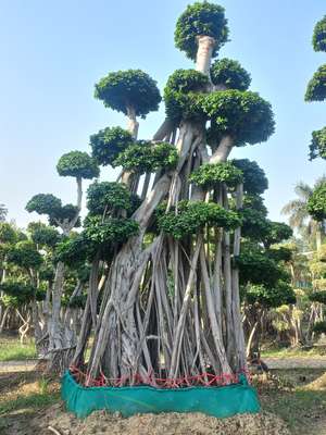 indian nursery