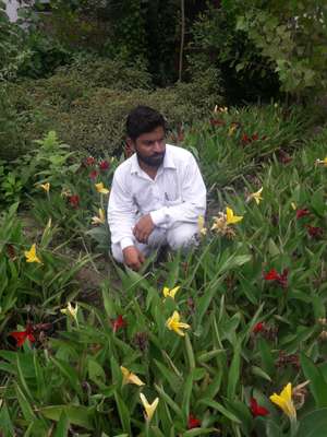 amil