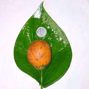 സഞ്ജു