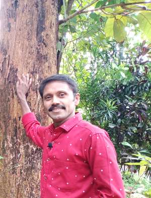 Saju