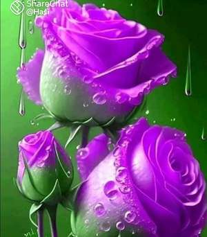 Anil