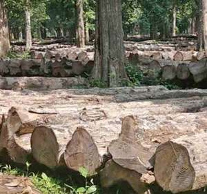 nilambur