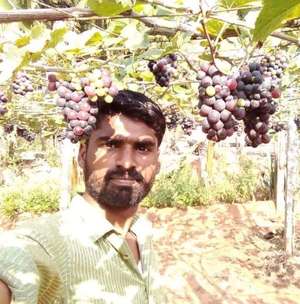 Shafar